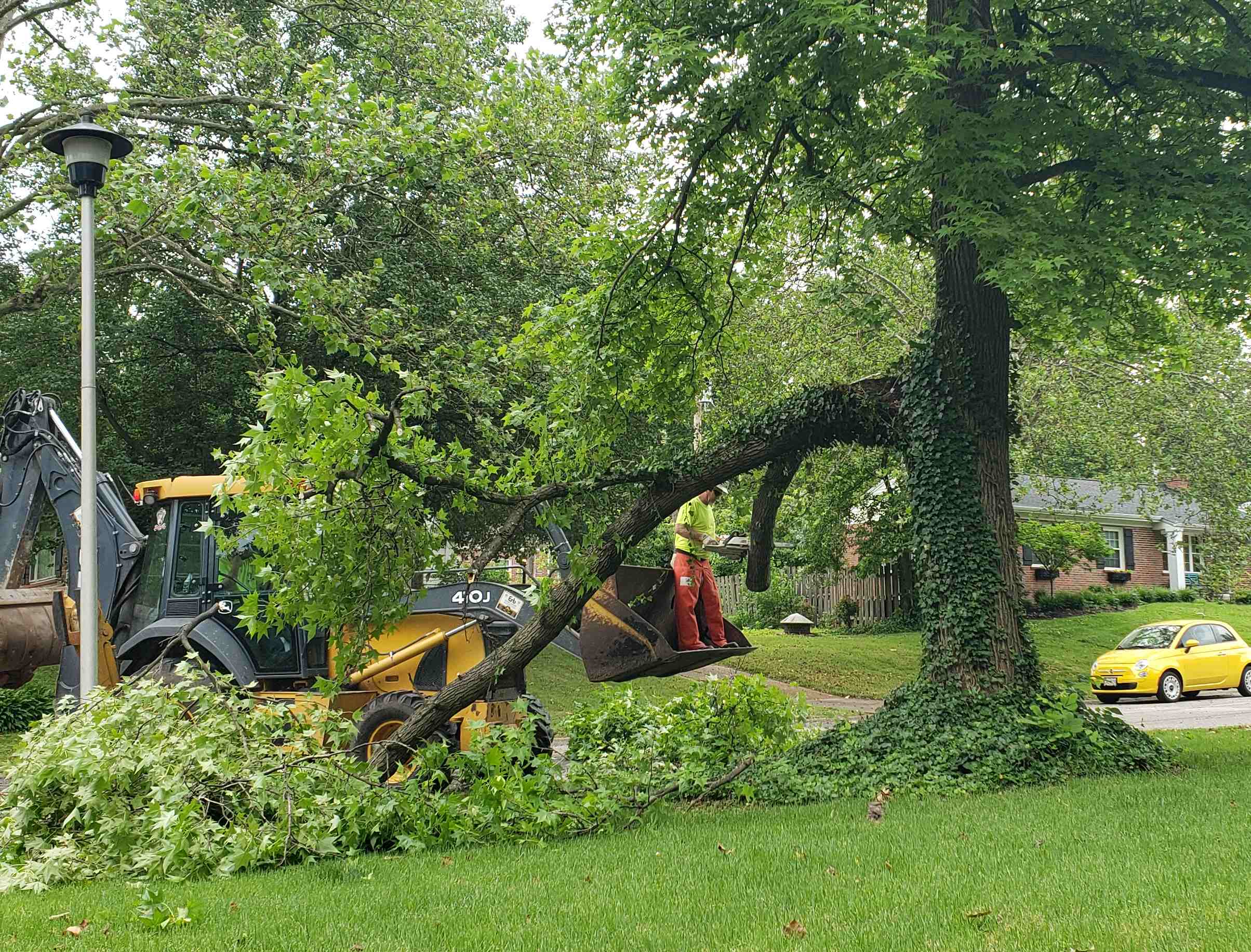 2020-06-09 Kenyon Tree limb RH PWD.jpg